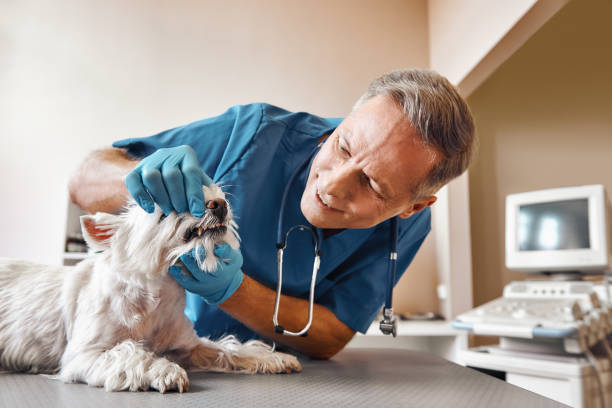 Best Emergency Dental Care for Broken or Chipped Teeth in Oak Harbor, OH
